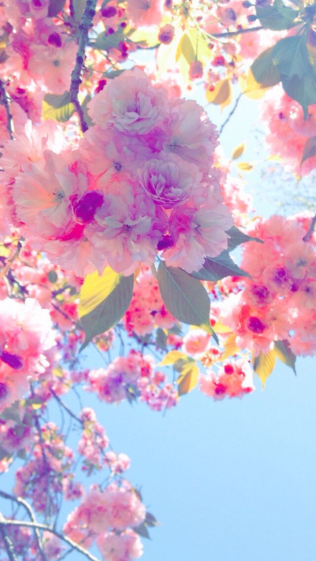 Iphone Background Floral - HD Wallpaper 