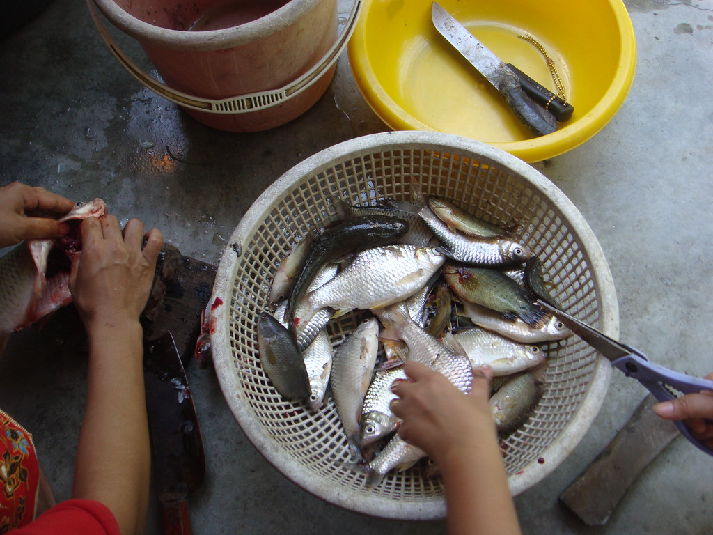 Oily Fish - HD Wallpaper 