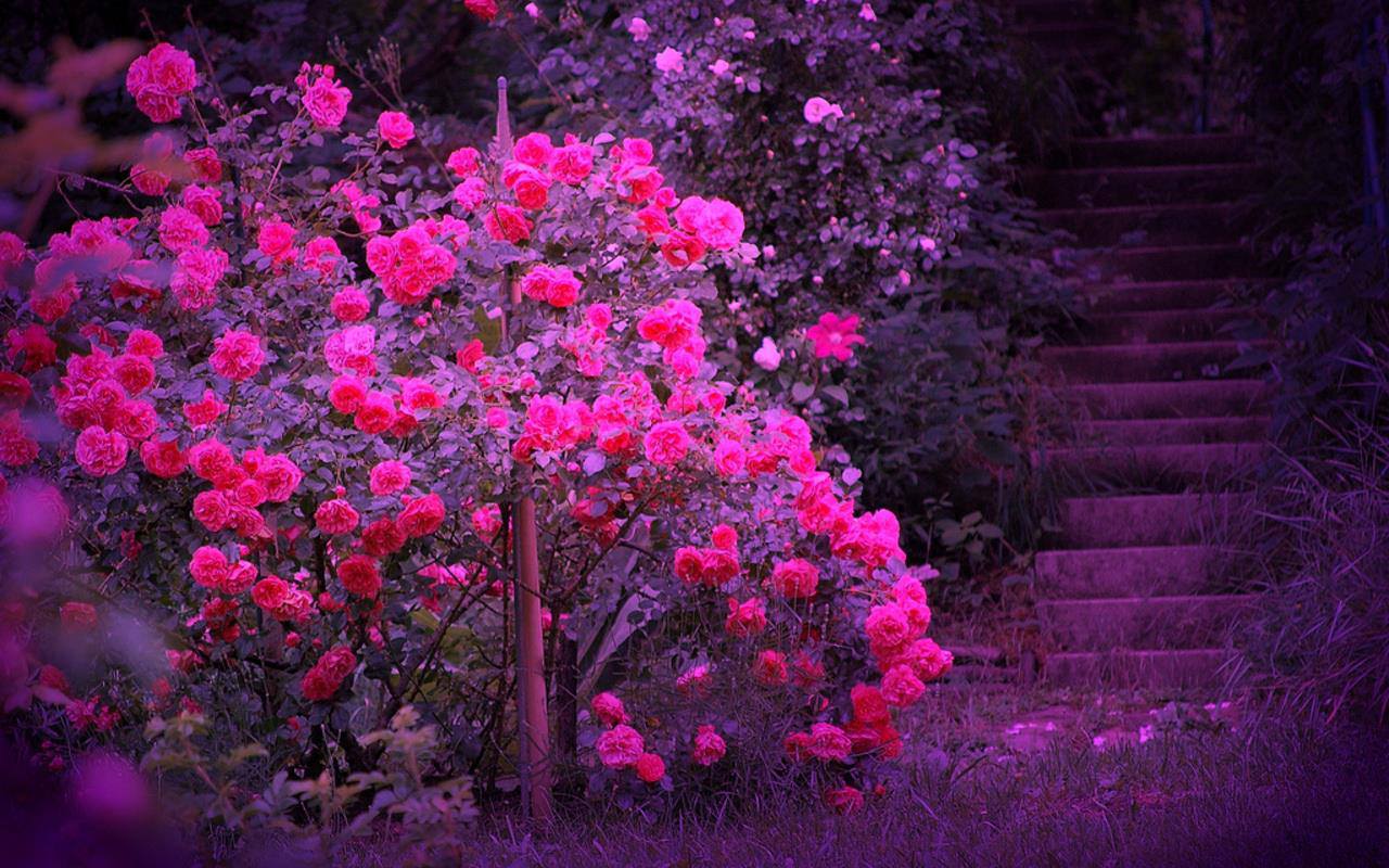 Rosas Wallpaper - More Beautiful - HD Wallpaper 