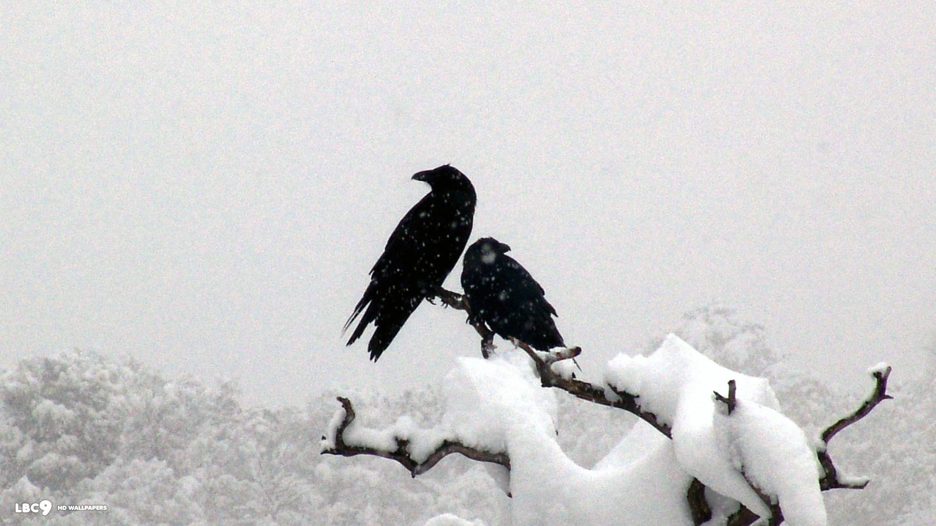 1920x1080, Raven Wallpaper 35/39 - Two Ravens - HD Wallpaper 
