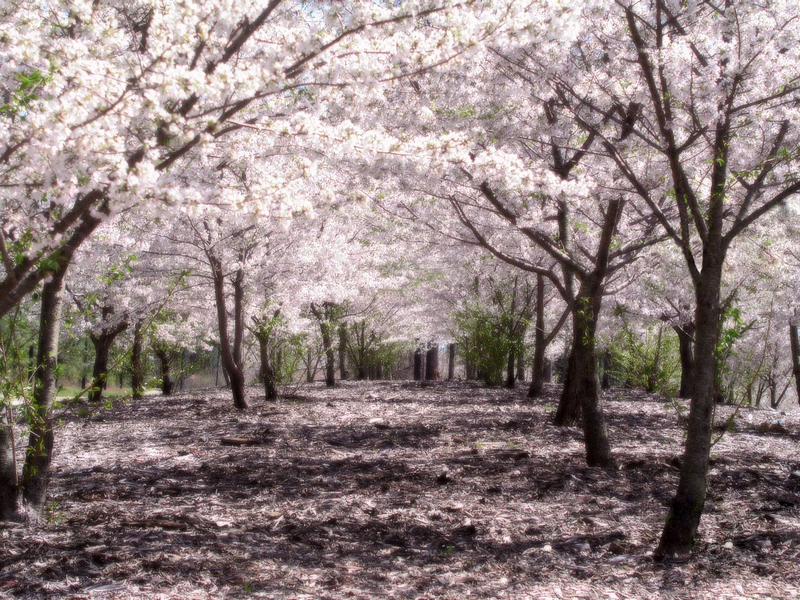 File - Sakurahealed - Horse Under Cherry Blossom - HD Wallpaper 