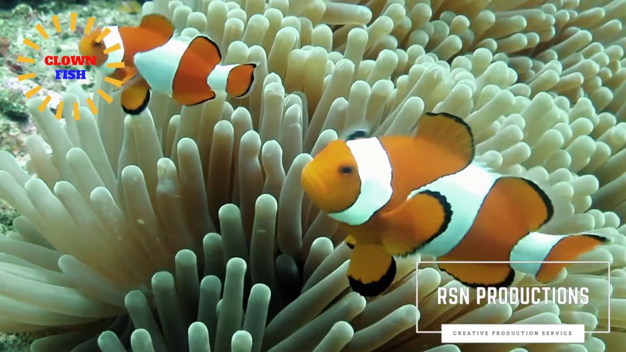 Ikan Nemo Di Laut - HD Wallpaper 