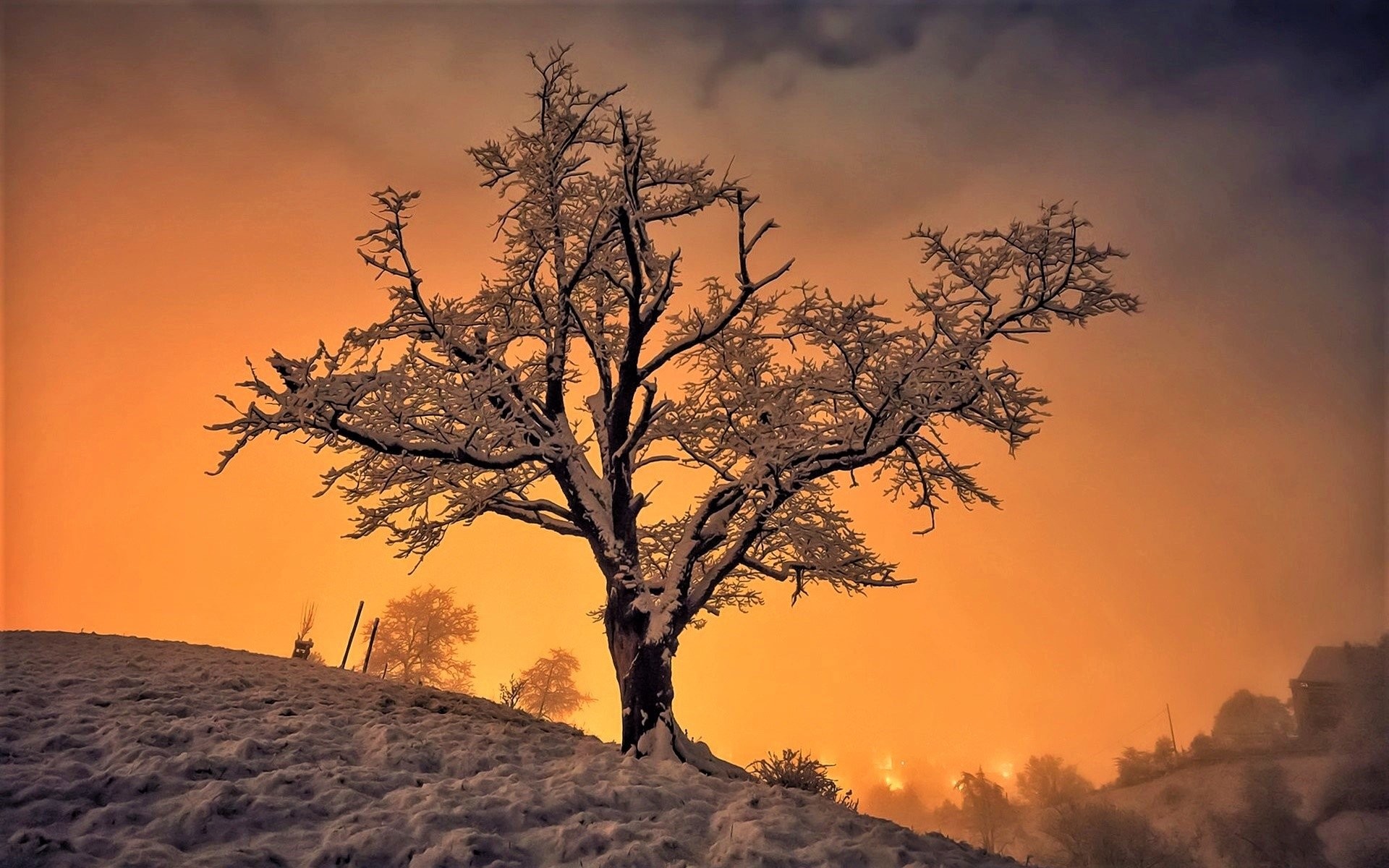 Winter Tree At Sunset Hd Wallpapers And Images Desktop - Winter Tree - HD Wallpaper 