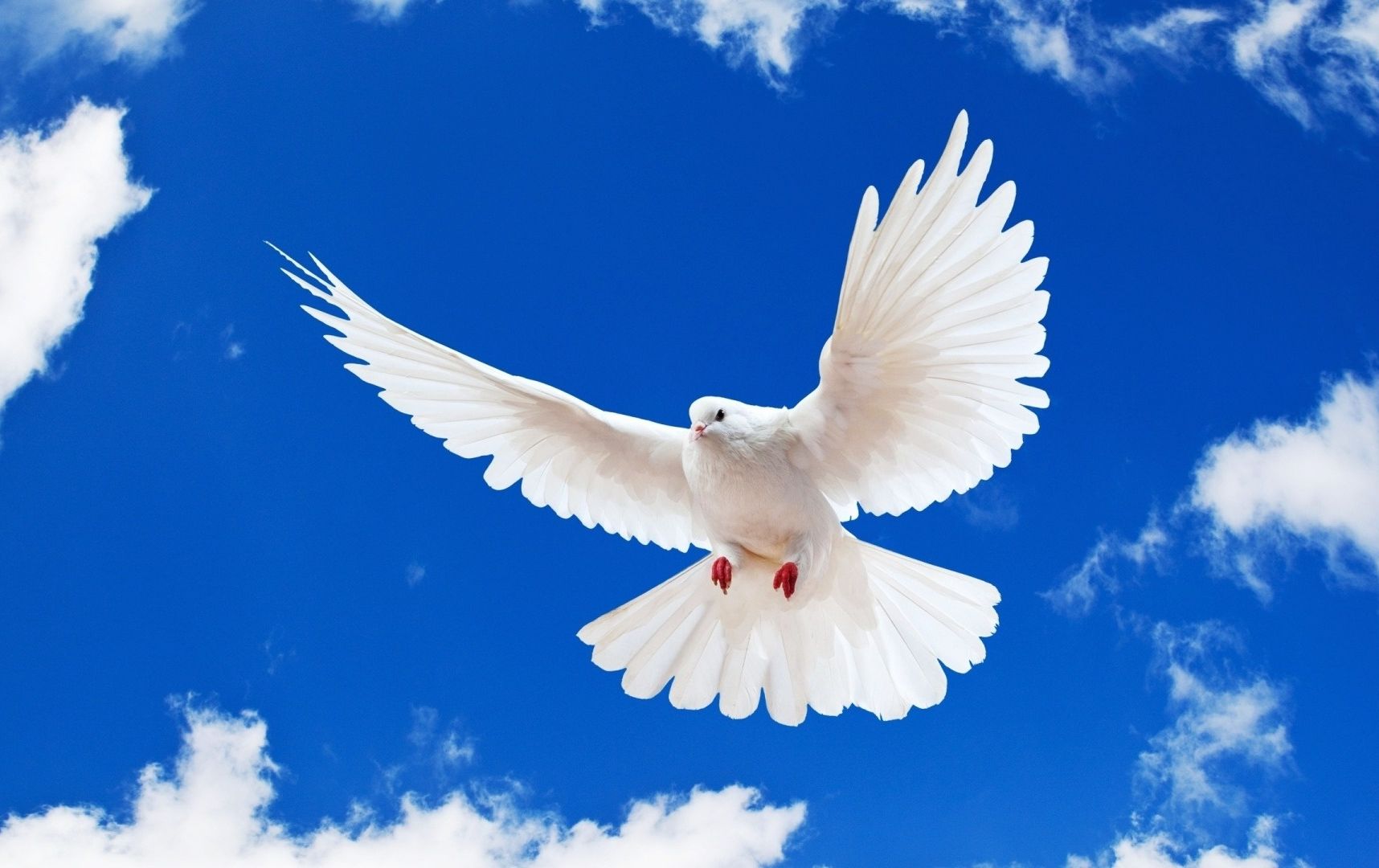 Dove Flying In The Sky - HD Wallpaper 
