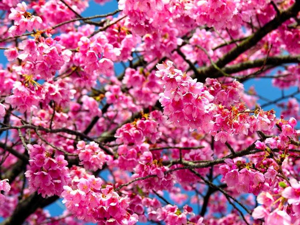 Flower Tree - HD Wallpaper 