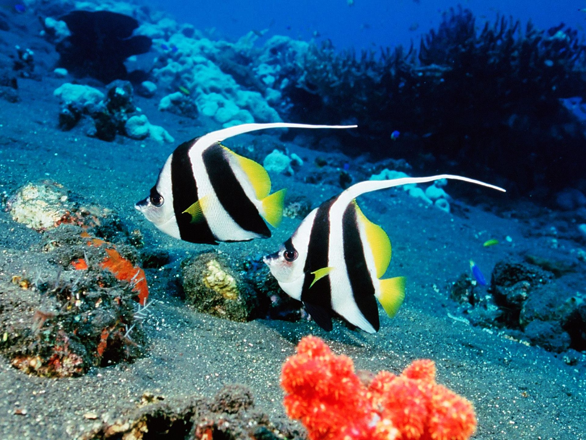 Tropical Ikan - Beautiful Tropic Fish - HD Wallpaper 