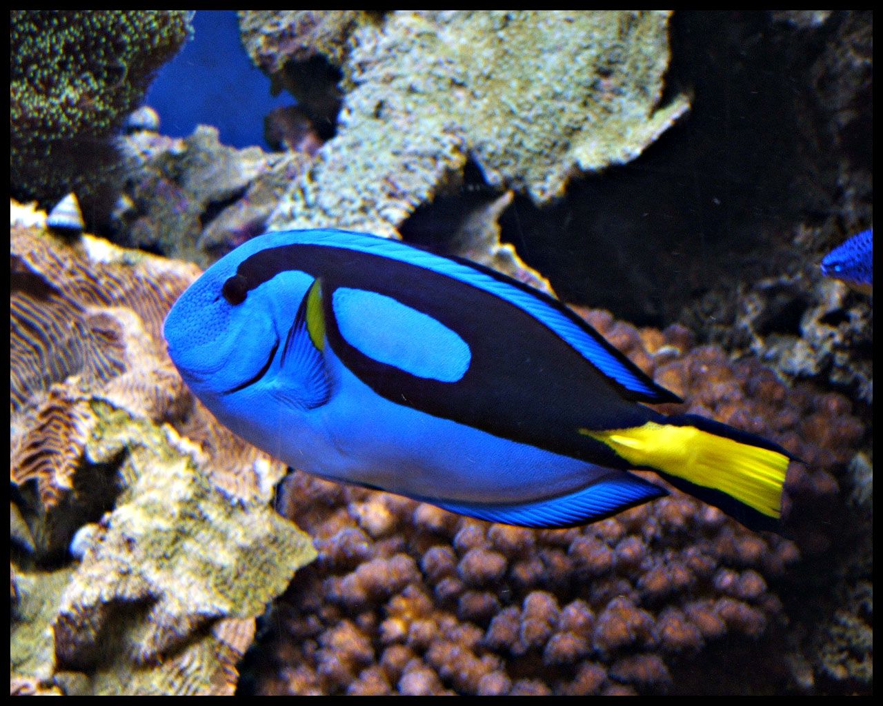 Blue Tang Fish Wallpaper - Blue Tang Fish Hd - HD Wallpaper 