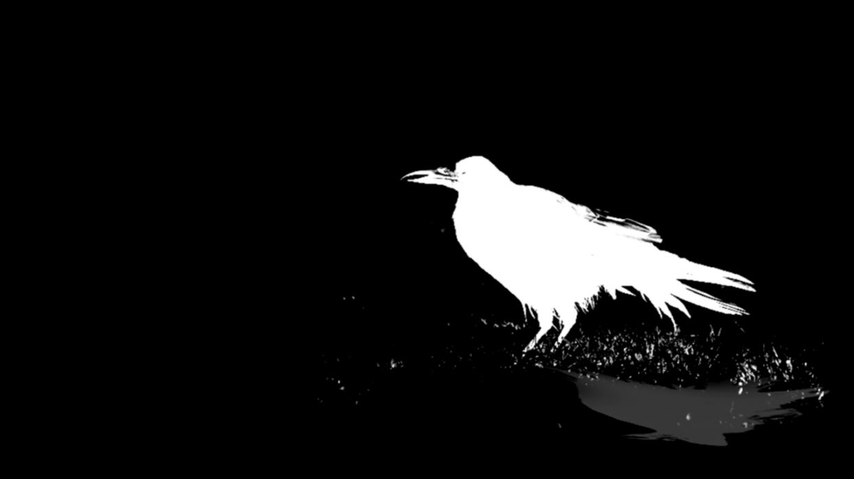 Baltimore Ravens Hd Wallpaper 2019 2020 Top Upcoming - Raven Background - HD Wallpaper 