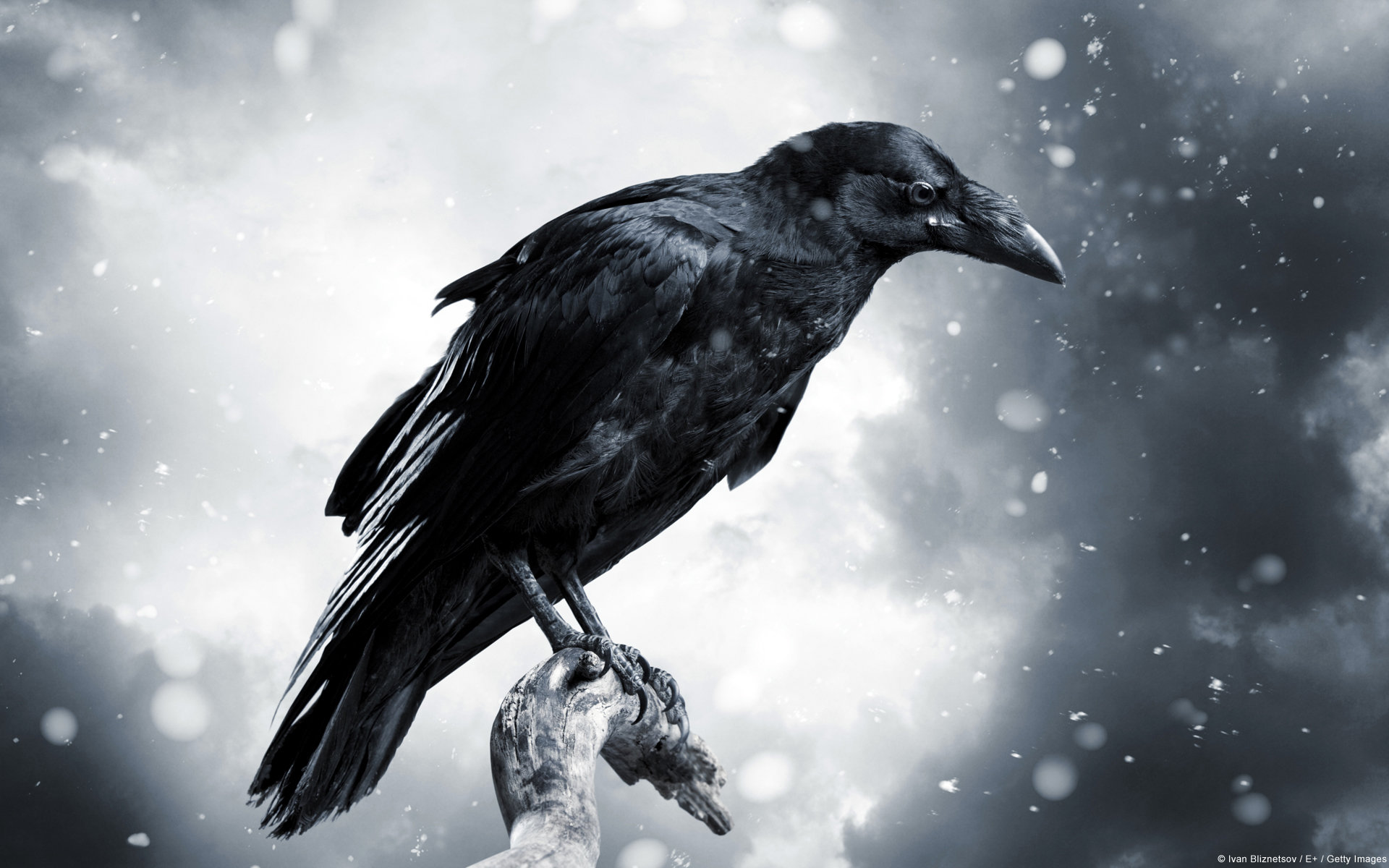 Free Download Raven Wallpaper Id - 1080p Crow Wallpaper Hd - HD Wallpaper 