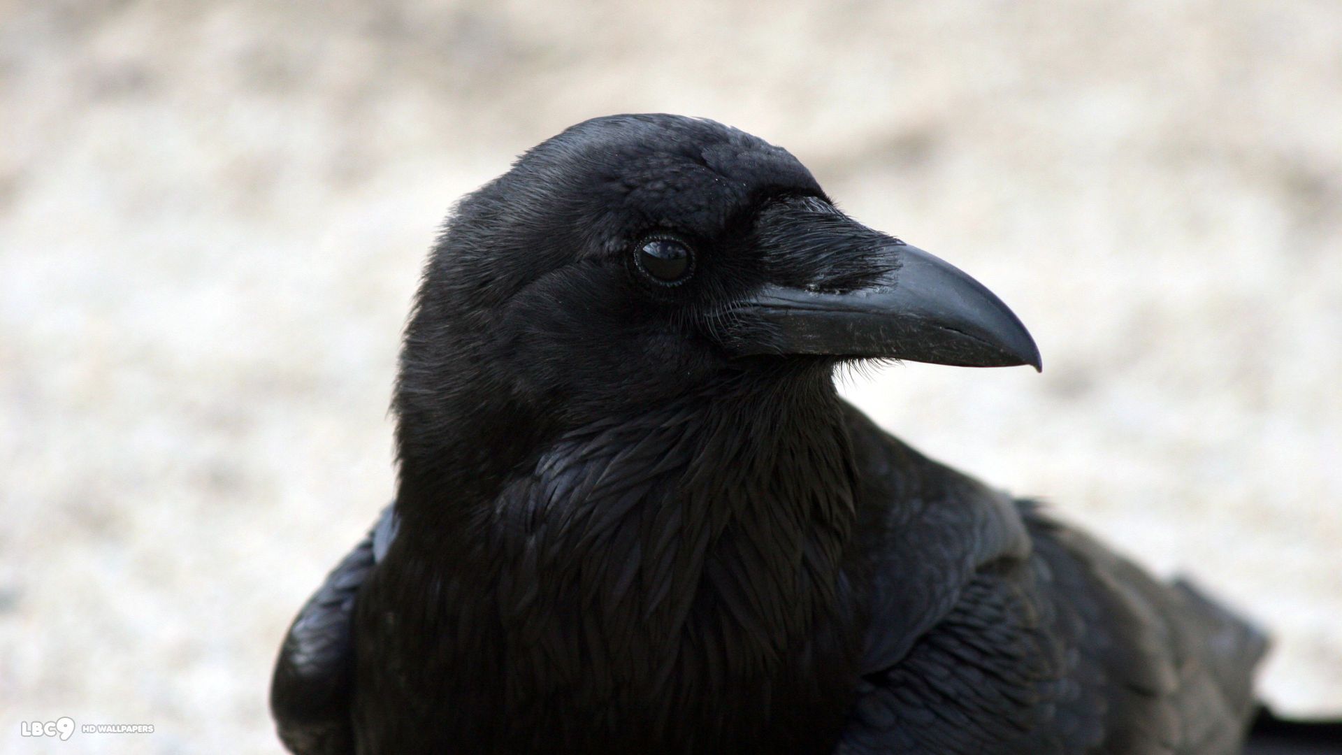 Head Raven Close Up - HD Wallpaper 