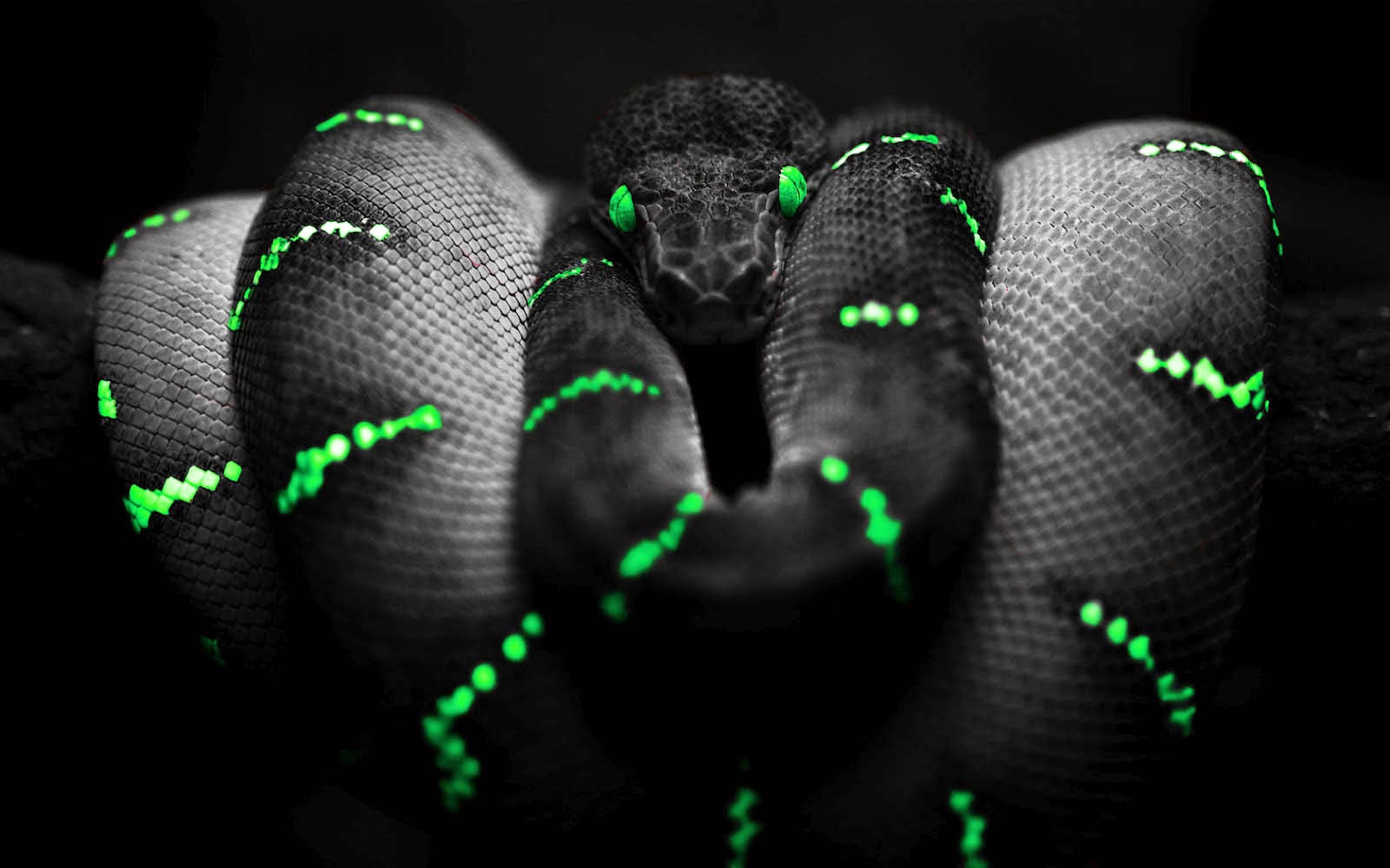 Download Wallpapers Keren Gallery - Scary Snake - HD Wallpaper 