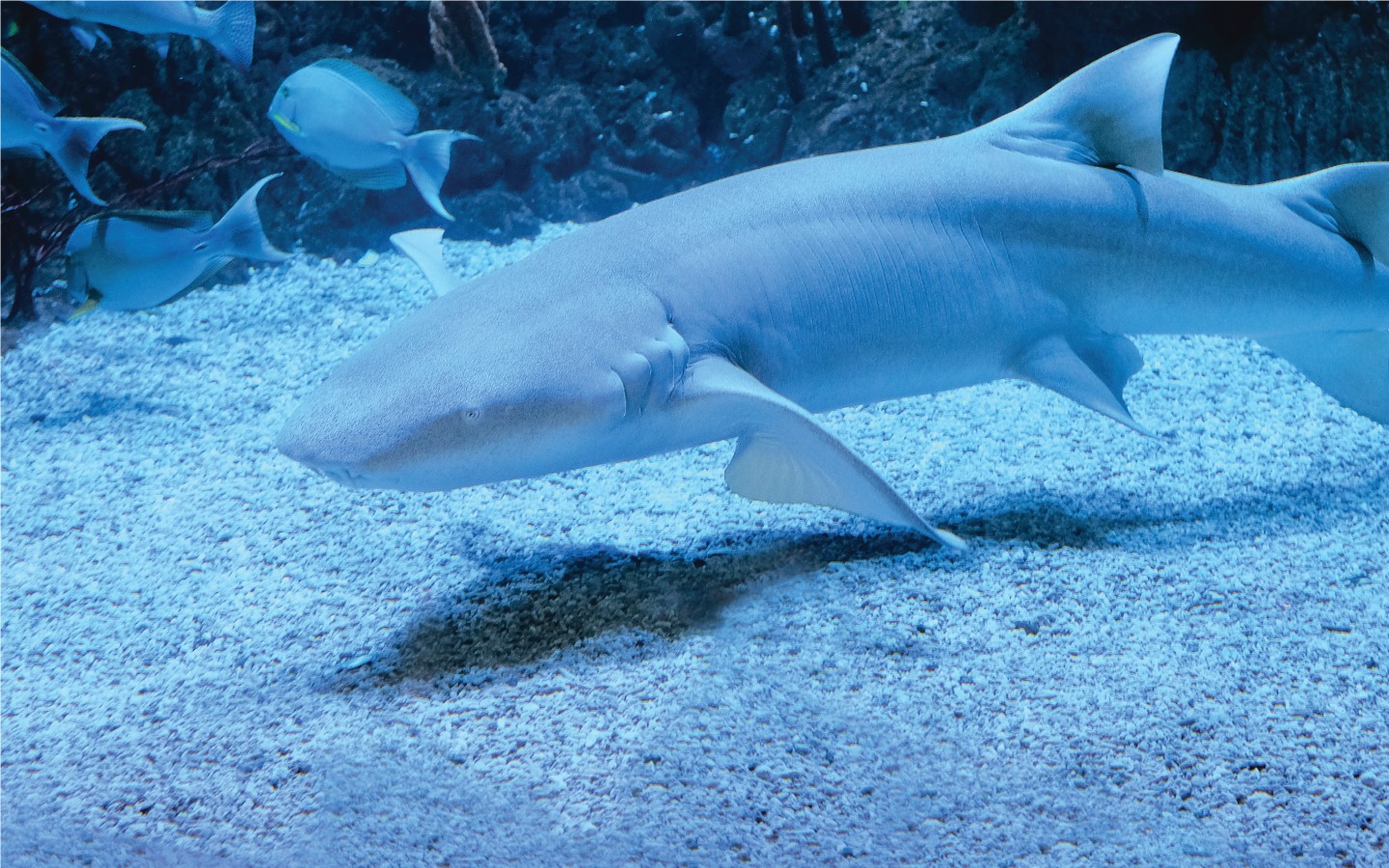 Ikan Yang Ada Di Jakarta Aquarium - HD Wallpaper 