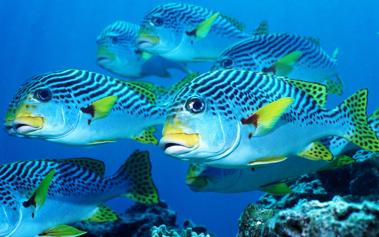 Saltwater Fish Wallpaper - Ocean Sea Sealife Full Hd - HD Wallpaper 