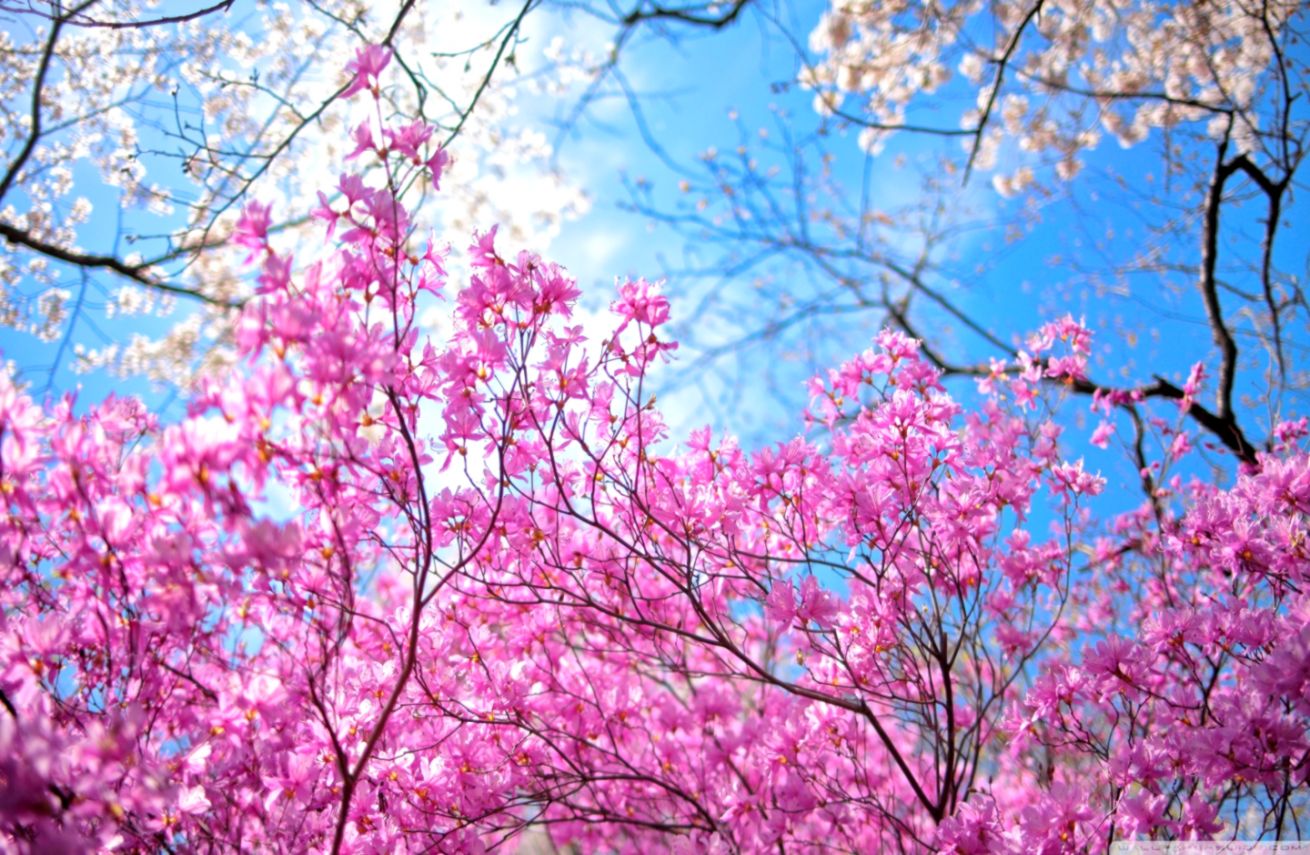 Happy Spring Flower Wallpaper 1440×900 Cool Images - Sakura Hd - HD Wallpaper 