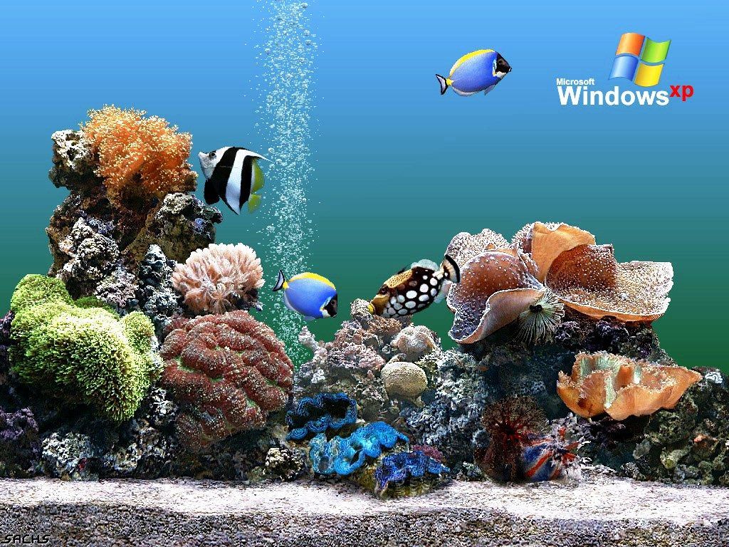 Aquarium Backgrounds Pictures - Windows Xp Fish Screensaver - HD Wallpaper 