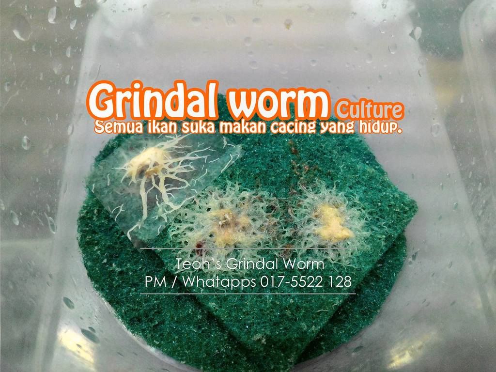 Insect - HD Wallpaper 