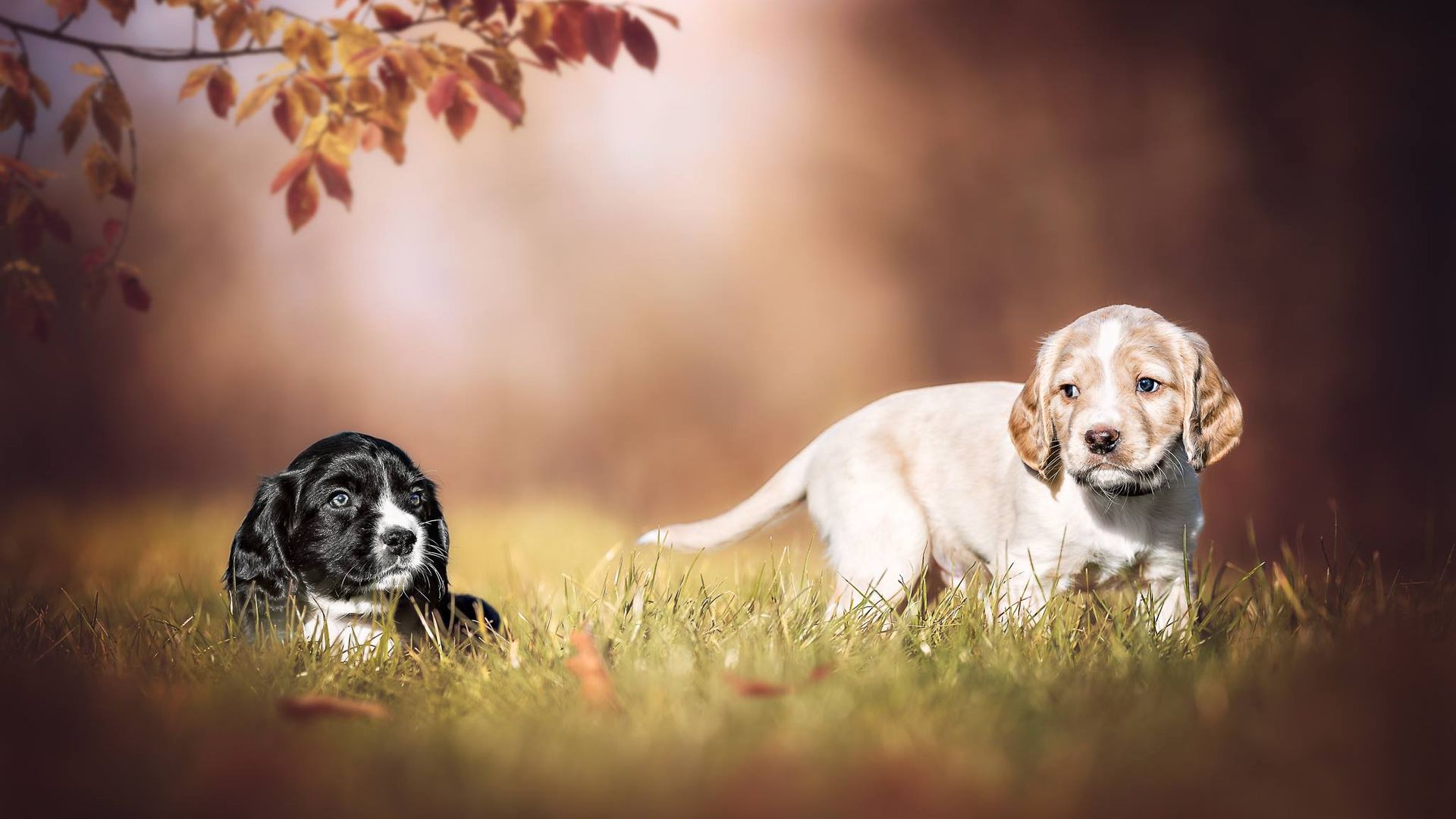 Cute Puppy In Garden Background Wallpaper - Puppy Cute Puppy Dog Background - HD Wallpaper 