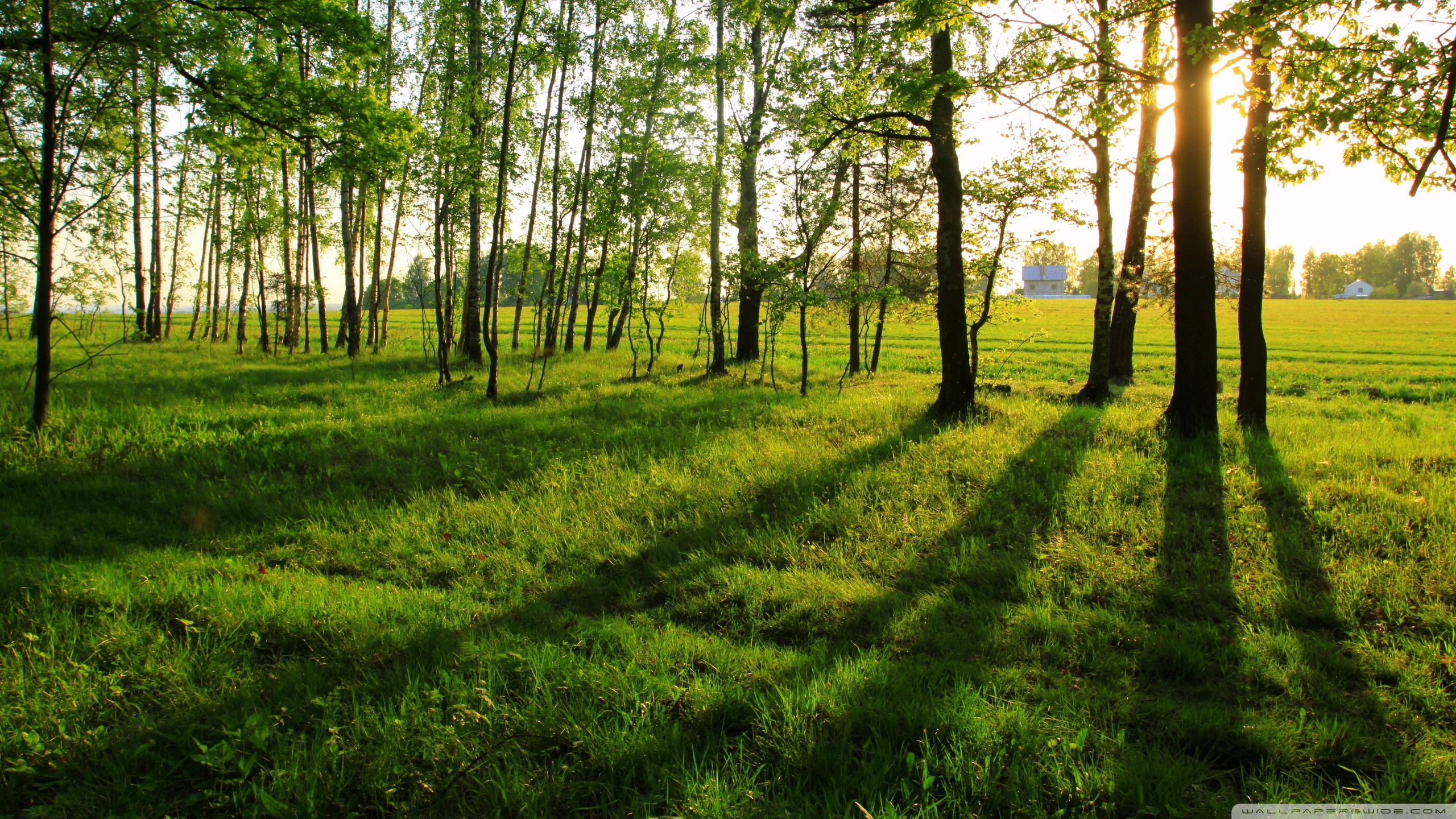Shadows Of A Tree - HD Wallpaper 