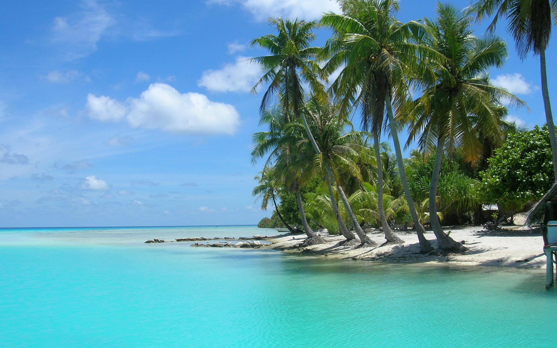 Palm Tree Pictures Wallpaper By Eva Brosnan On Fl - HD Wallpaper 
