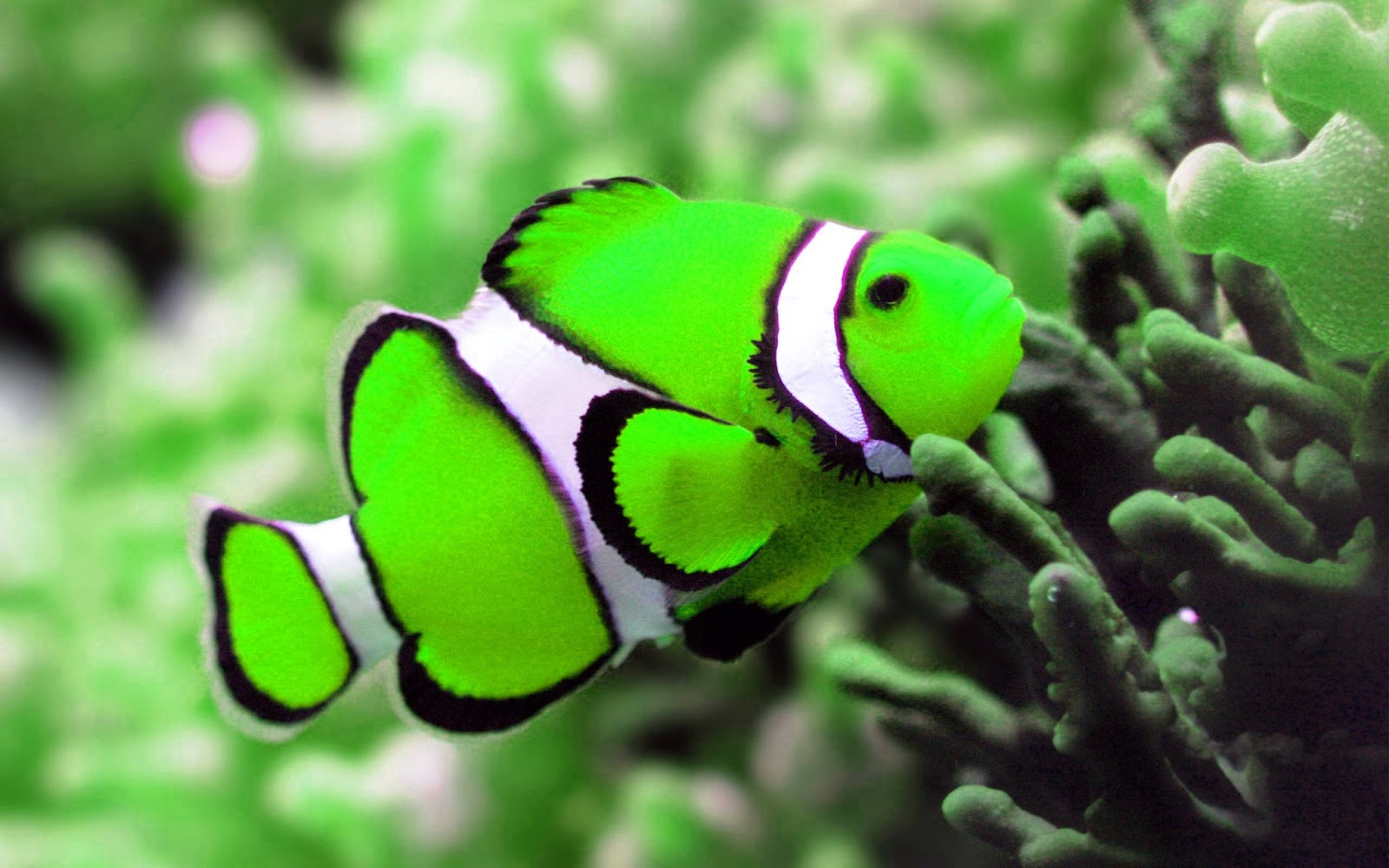 Sea Beautiful Fish - 1600x1000 Wallpaper Sea Beautiful Fish - 1600x1000 Wallpaper