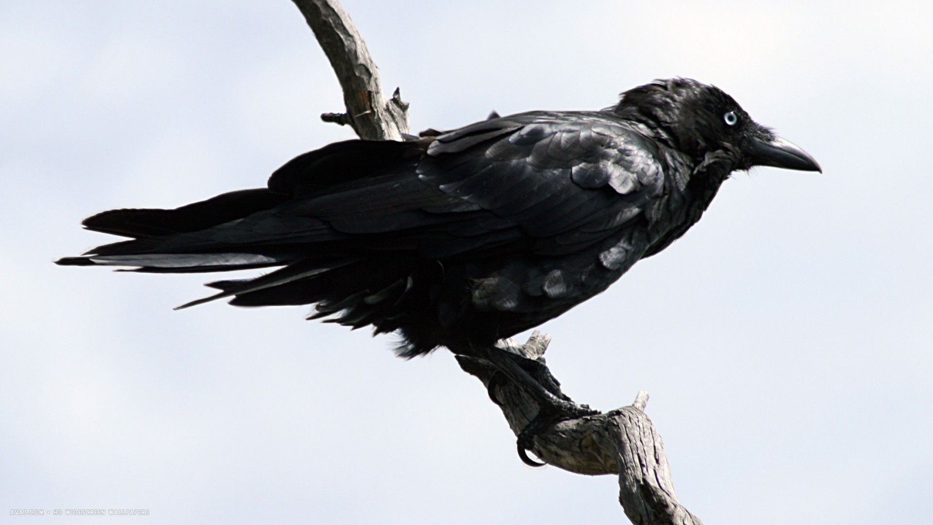 Raven Australian Bird Hd Widescreen Wallpaper - Hd Raven - HD Wallpaper 