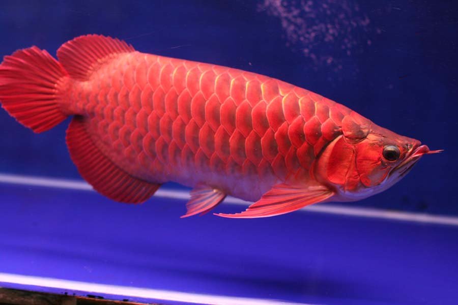 Cara Merawat Ikan Arwana  - Big Red Arowana Fish - HD Wallpaper 