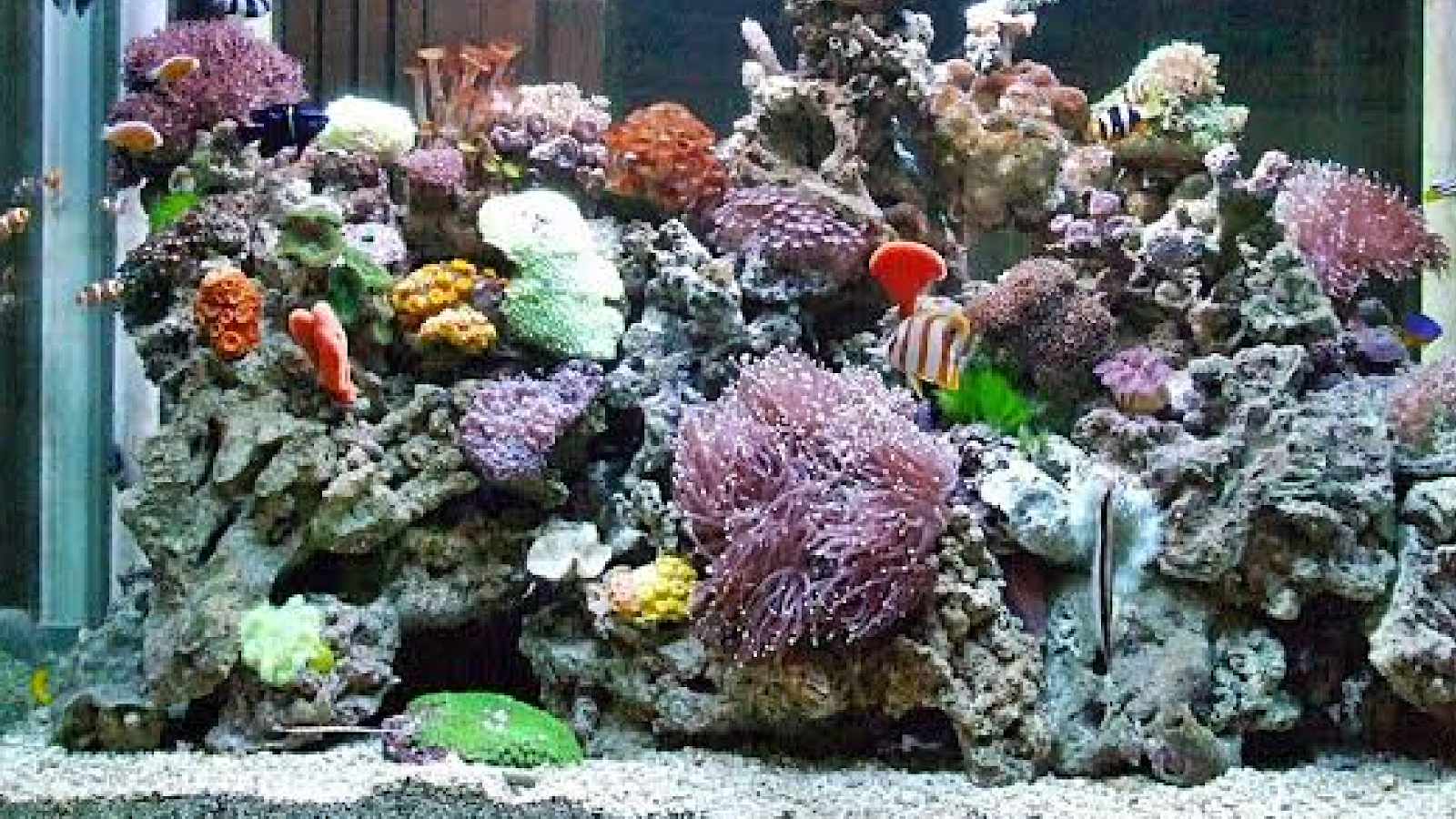 Aquarium Ikan Hias Laut - HD Wallpaper 
