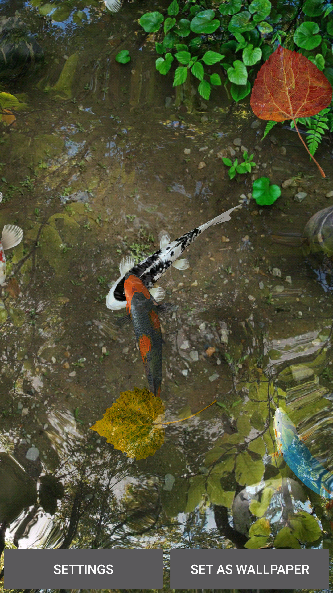 Fish Pond - HD Wallpaper 