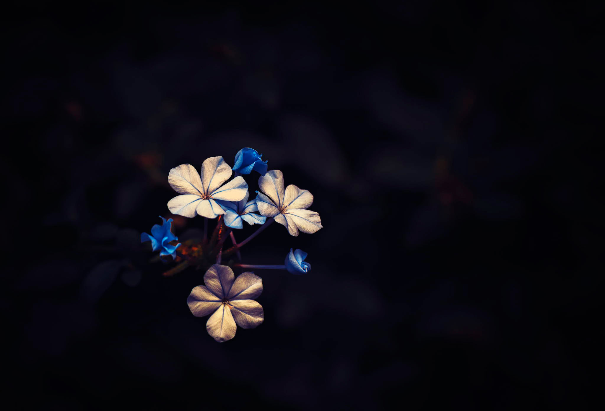 Flower, Dark, Revival, Little Bloom, Black Background, - Black Flowers Wallpaper Hd - HD Wallpaper 