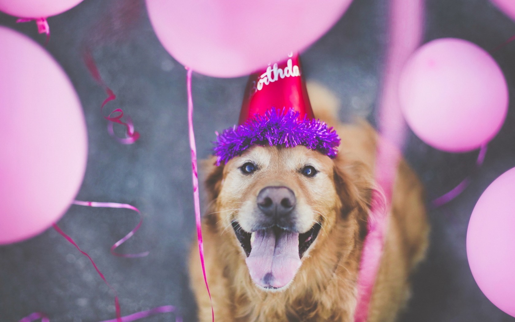 Happy Birthday Dog Friend - HD Wallpaper 