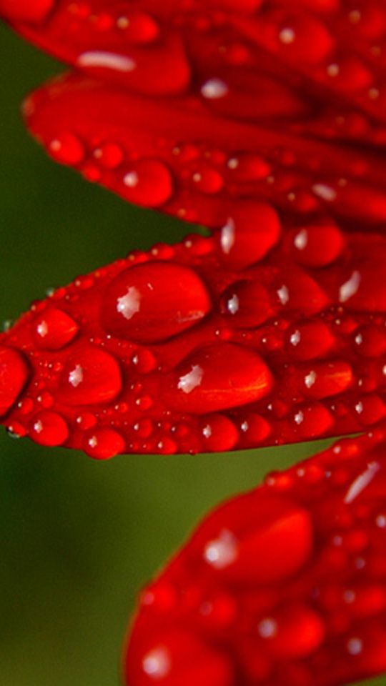 Motorola Moto E Wallpaper - Dew Drops Image For Mobile - HD Wallpaper 