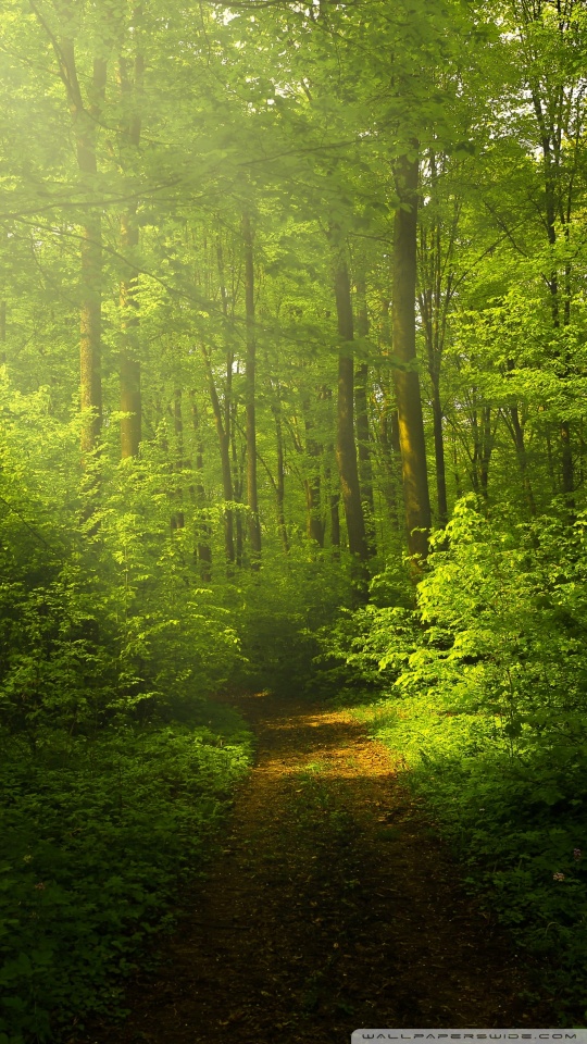 Hd Phone Wallpapers Forest - HD Wallpaper 