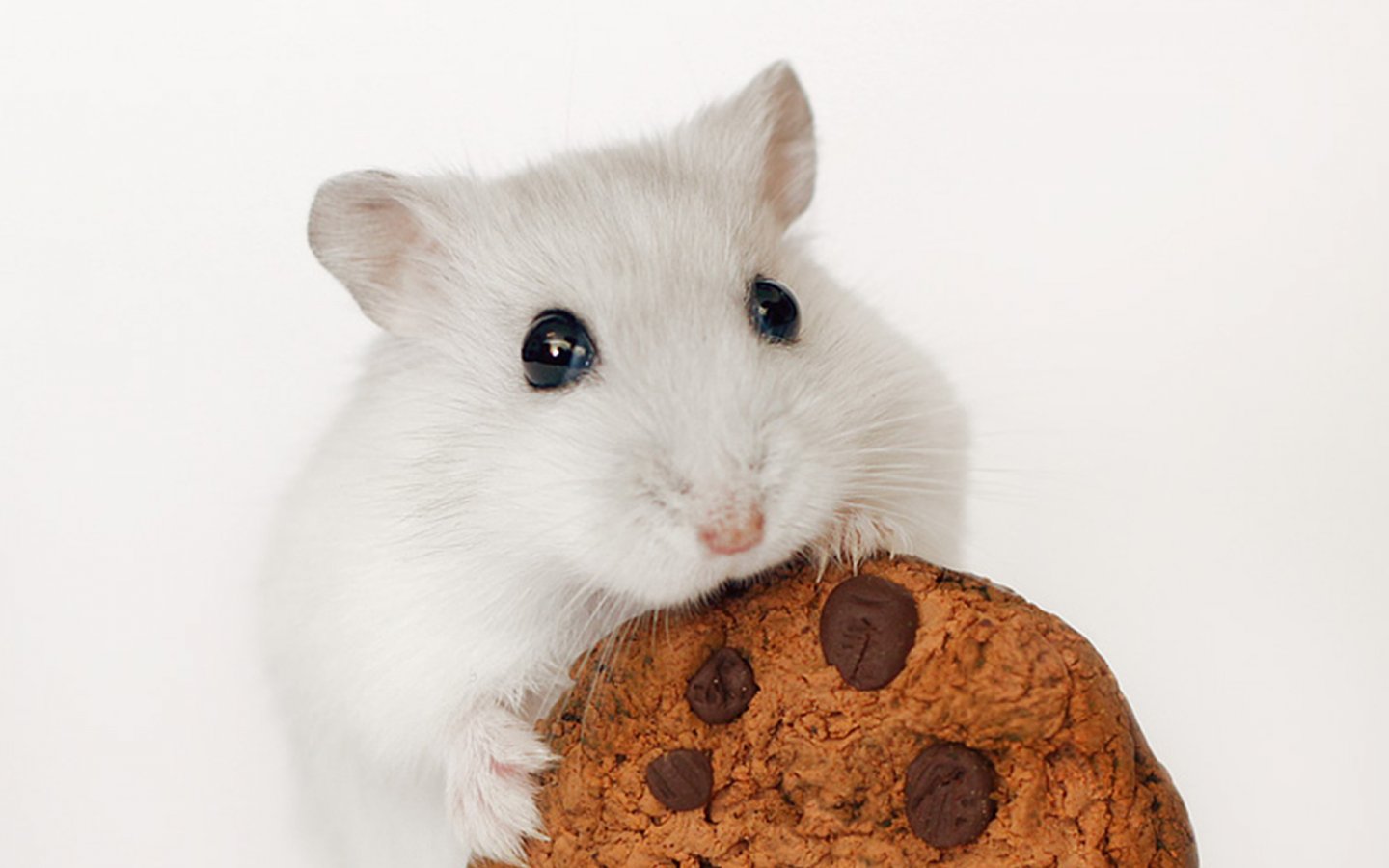 Ultra Hd Hamster Wallpapers - HD Wallpaper 