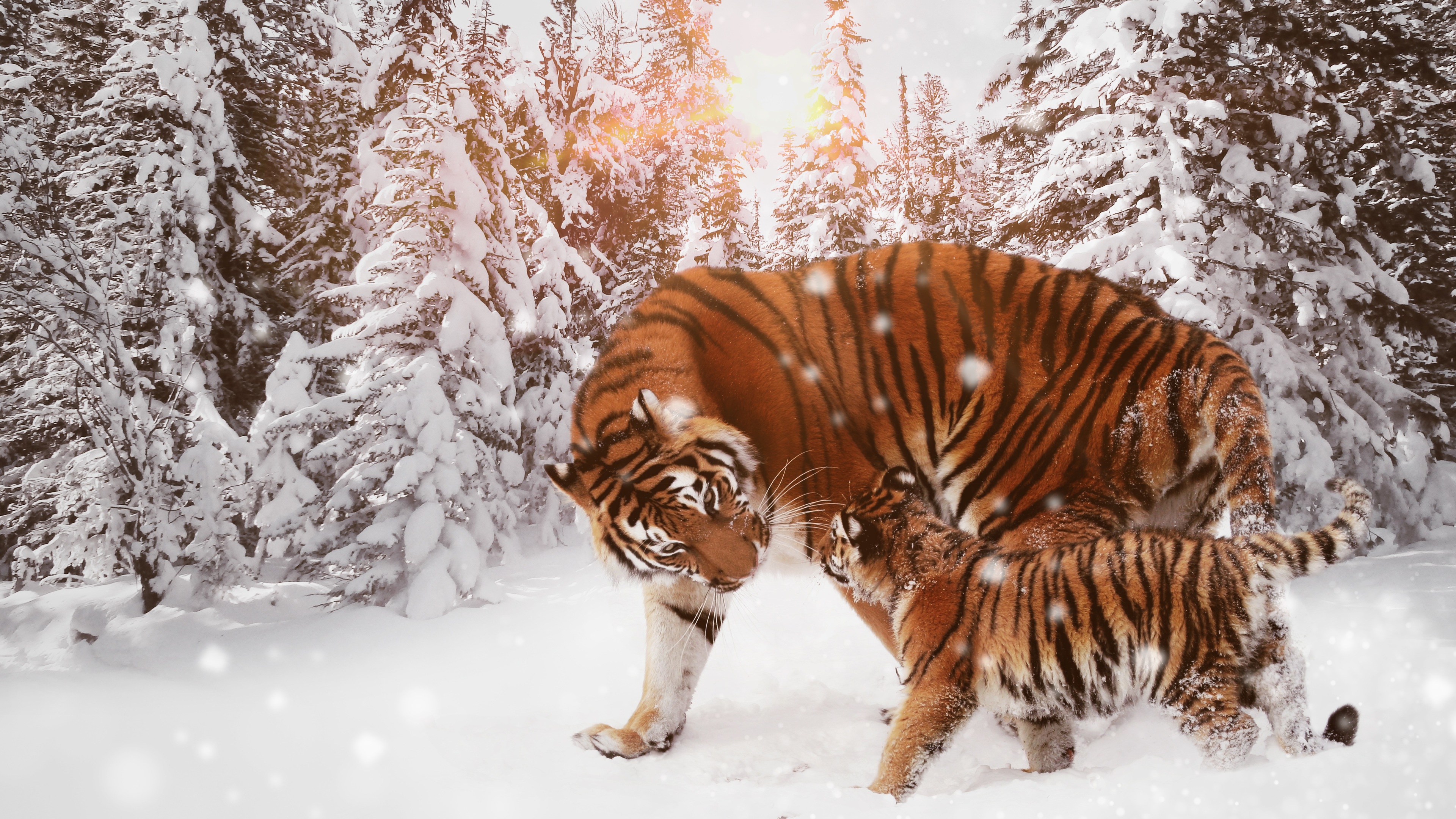 Tiger With Cub 4k - Tiger In Snow Hd - HD Wallpaper 