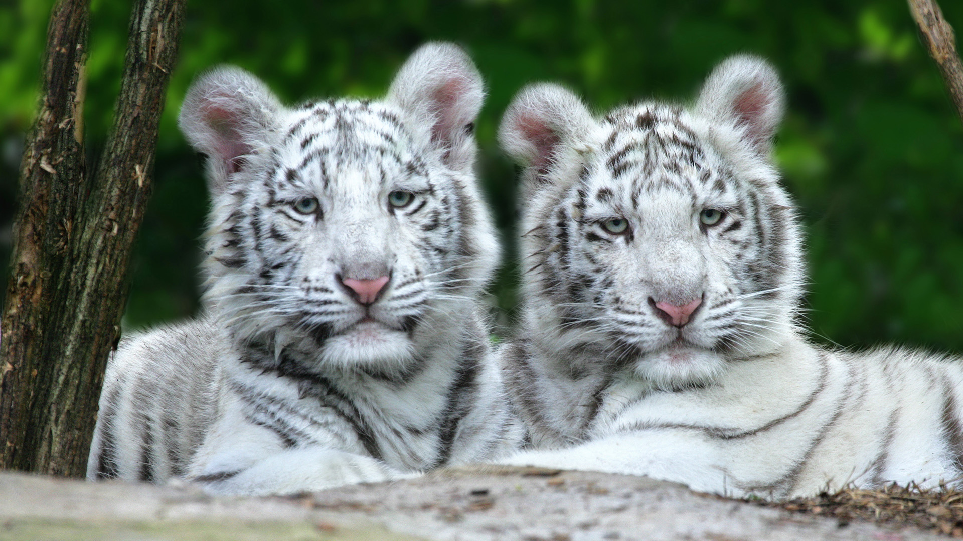 White Tiger Cubs Wallpaper - Wild Adorable Cute Animals - HD Wallpaper 