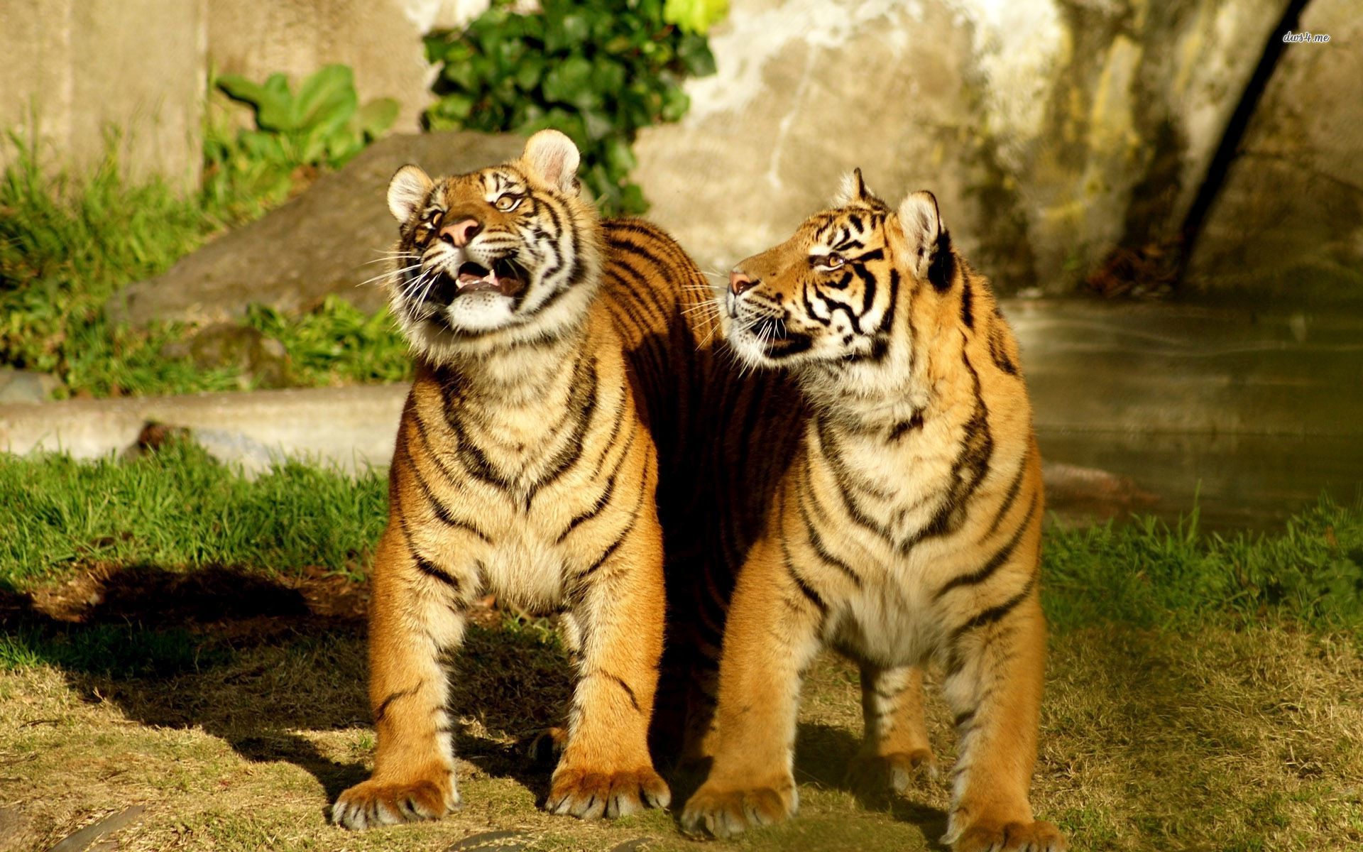 Baby Tiger Wallpaper Cute Tigers - HD Wallpaper 