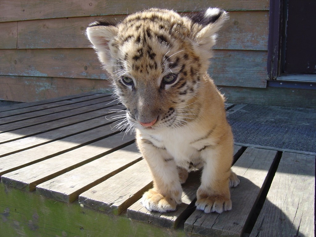 Tiger Cub Tigre Bebe 1024x768 Wallpaper Teahub Io