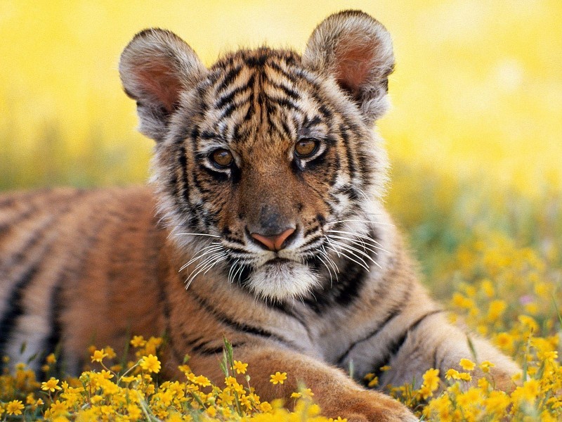 Beautiful Tiger Cub Wallpaper - Happy Animals In Zoos - HD Wallpaper 