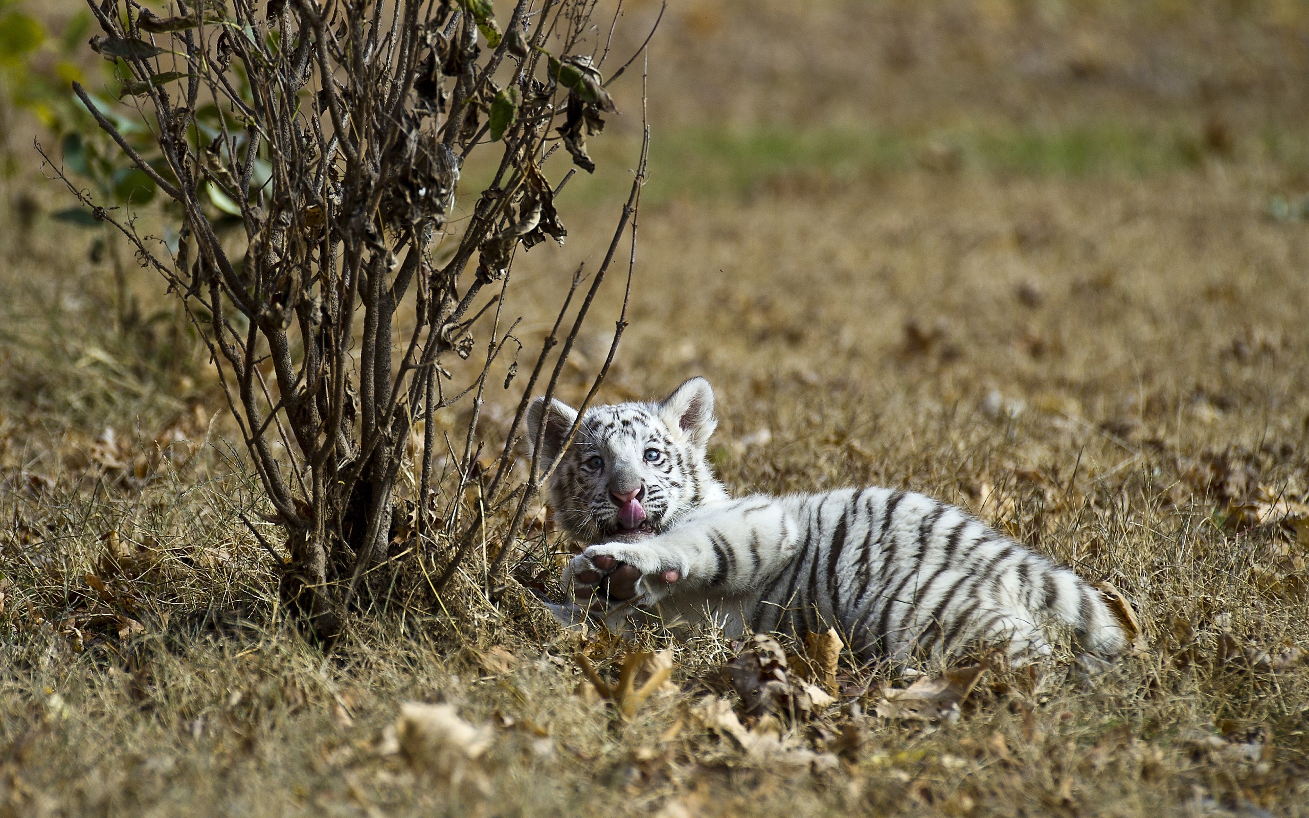 Bengal Tiger - HD Wallpaper 