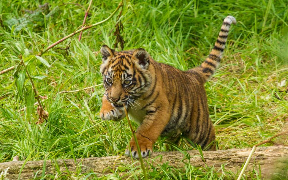 Tiger Cub Hd Wallpaper,animals Hd Wallpaper,tiger Hd - Tiger - HD Wallpaper 