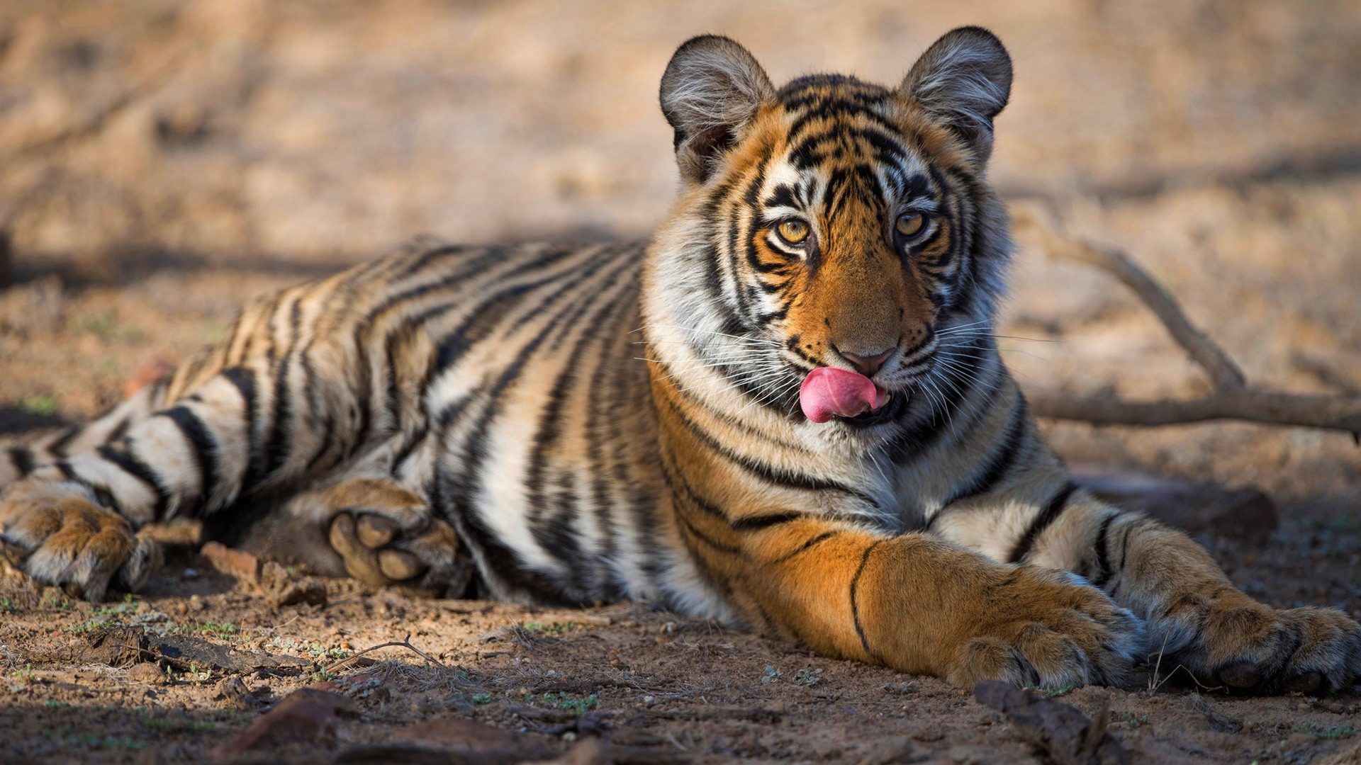 Tapeta Tygrys Z Jezykiem - HD Wallpaper 