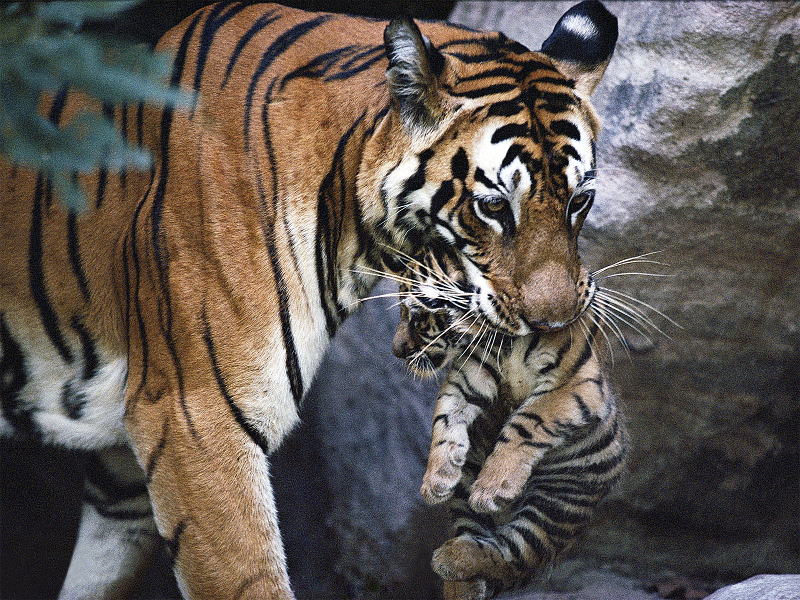 Tiger Cub - Nick Nichols Photography - HD Wallpaper 