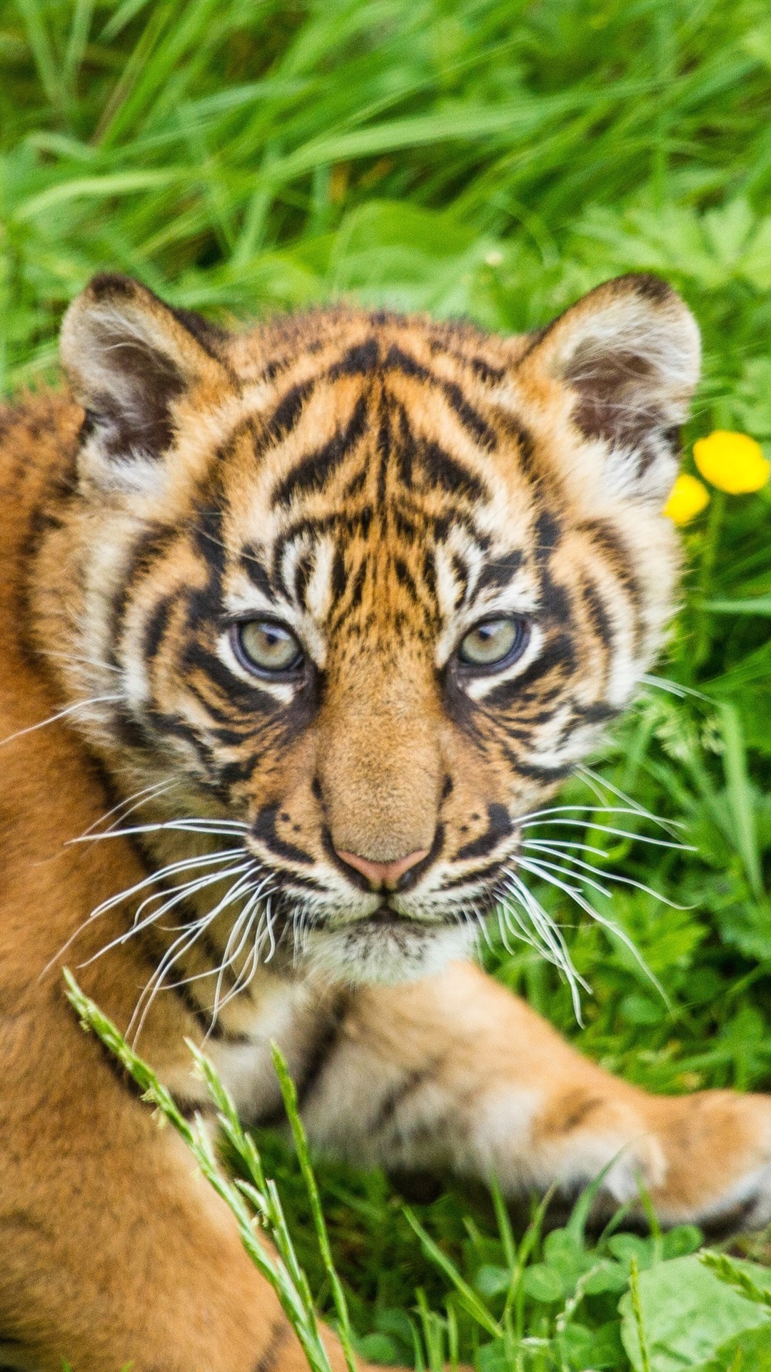 Iphone Wallpaper Tiger Cub, Grass, Sumatran - Tiger - HD Wallpaper 