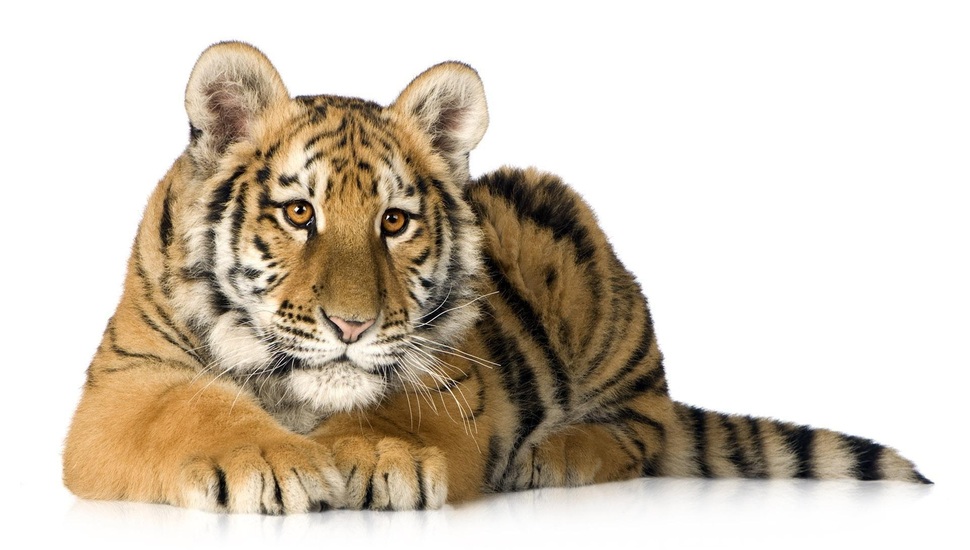 Predator, Tiger, Tiger Cub, White Background Desktop - Tiger With Transparent Background - HD Wallpaper 