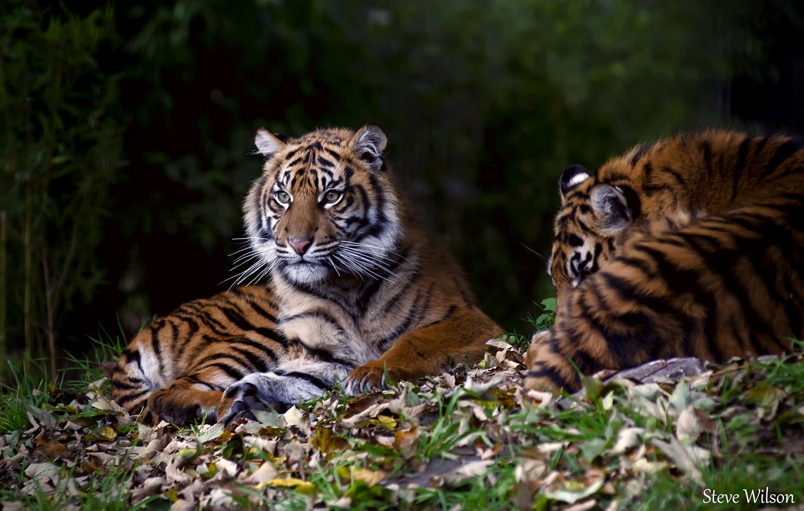 Sumatran Tiger Cubs - HD Wallpaper 
