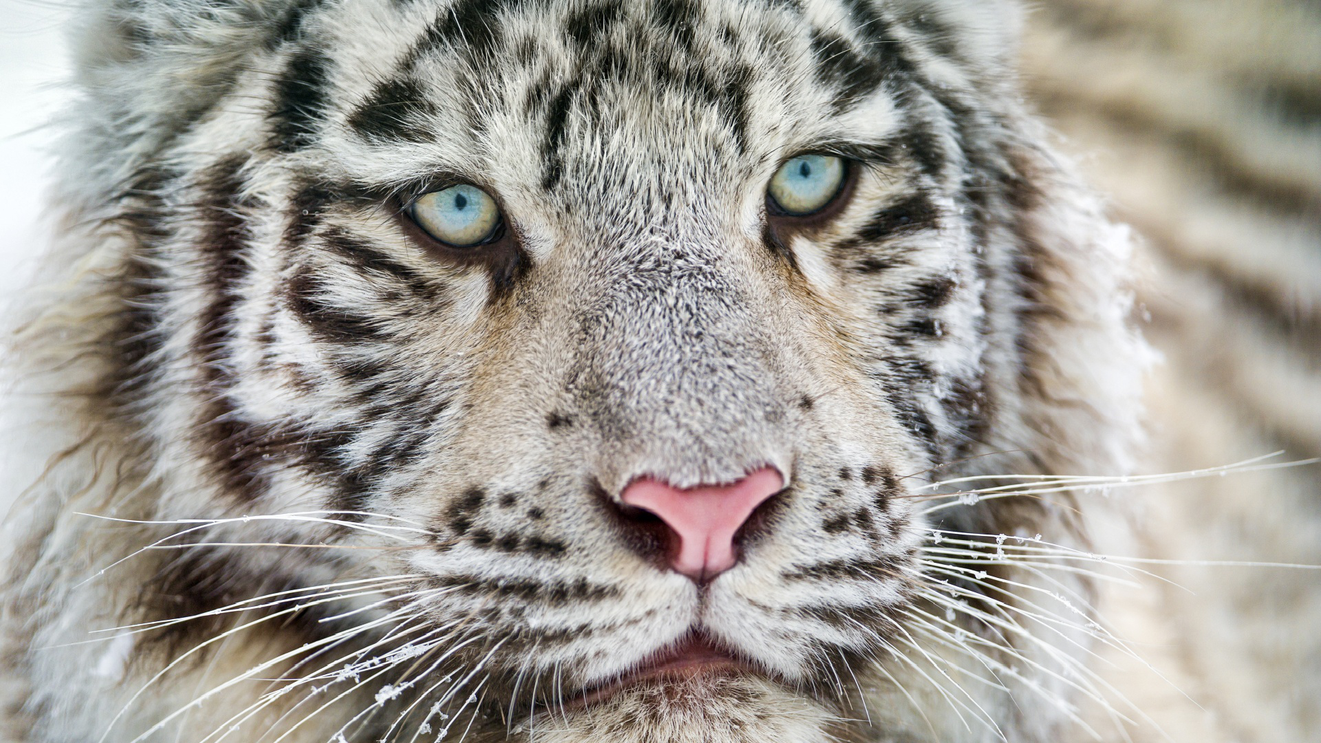 White Tiger Wild Life - HD Wallpaper 