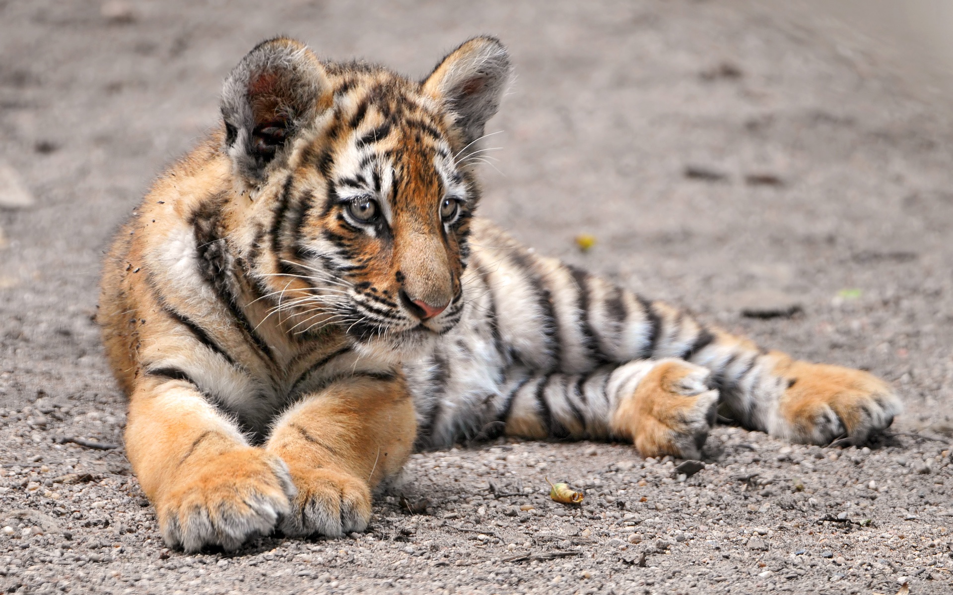 Lounging Amur Tiger Cub - Adorable Baby Tiger Baby - HD Wallpaper 