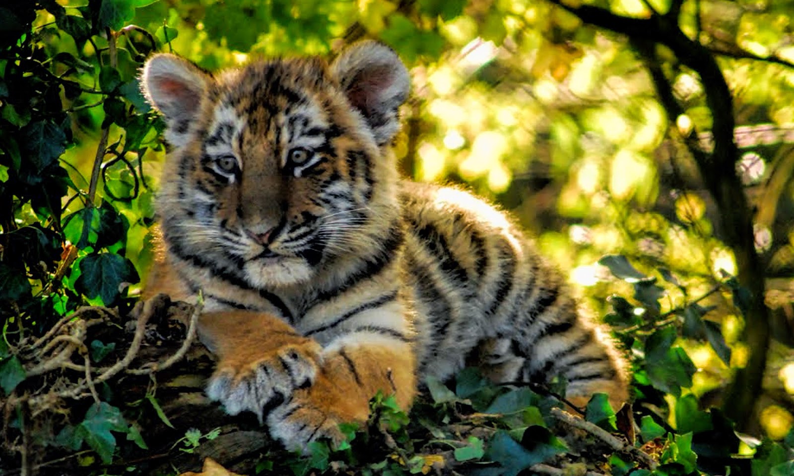 Tiger Cub Wallpaper Hd - HD Wallpaper 