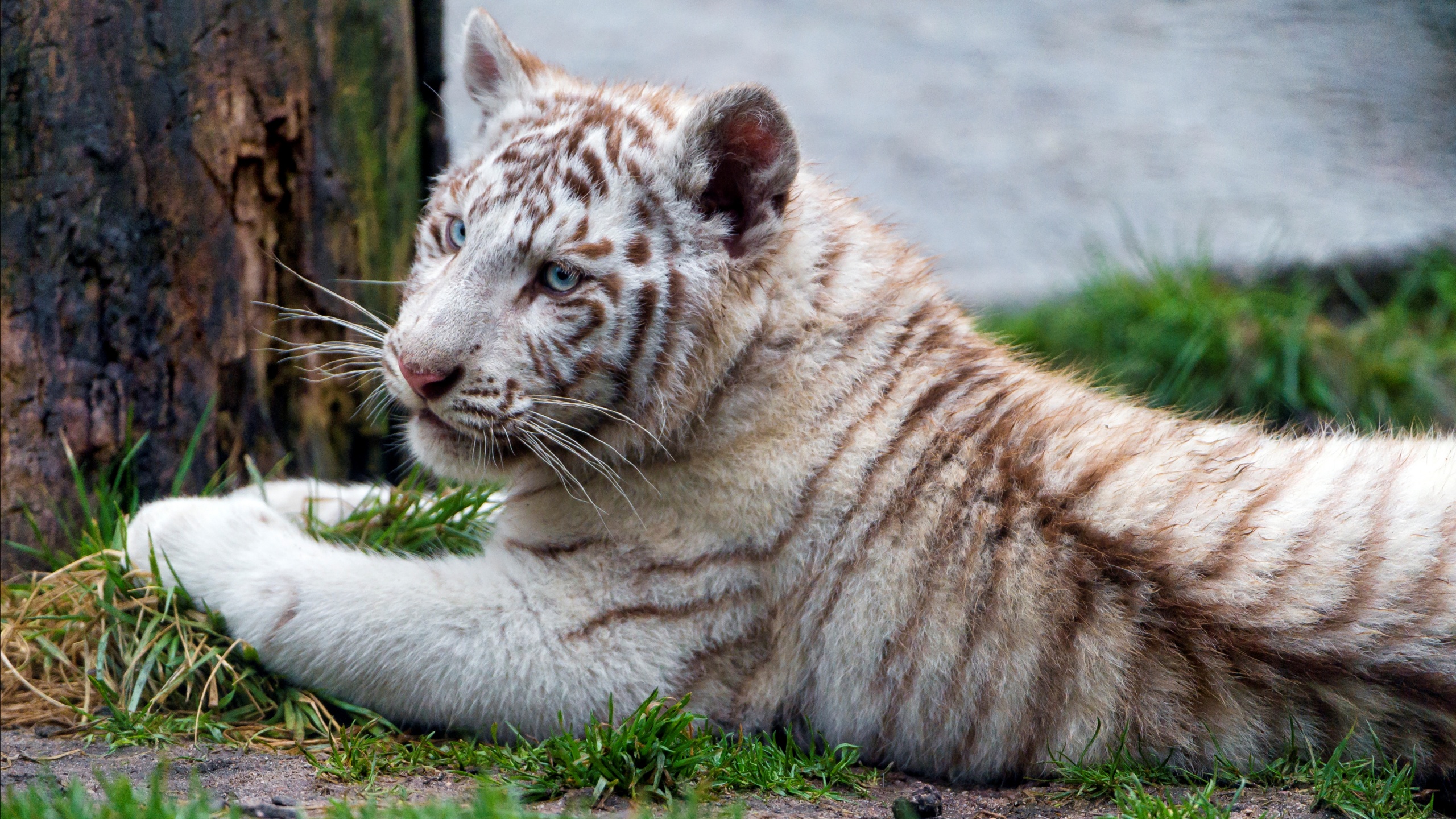 Chilling White Tiger Cub - Tiger - HD Wallpaper 
