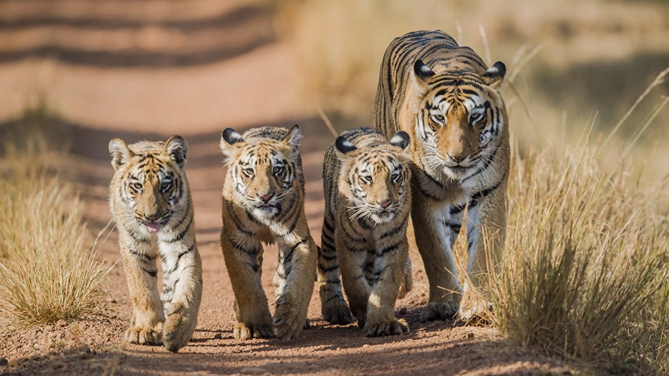 Tiger With 5 Cubs - HD Wallpaper 